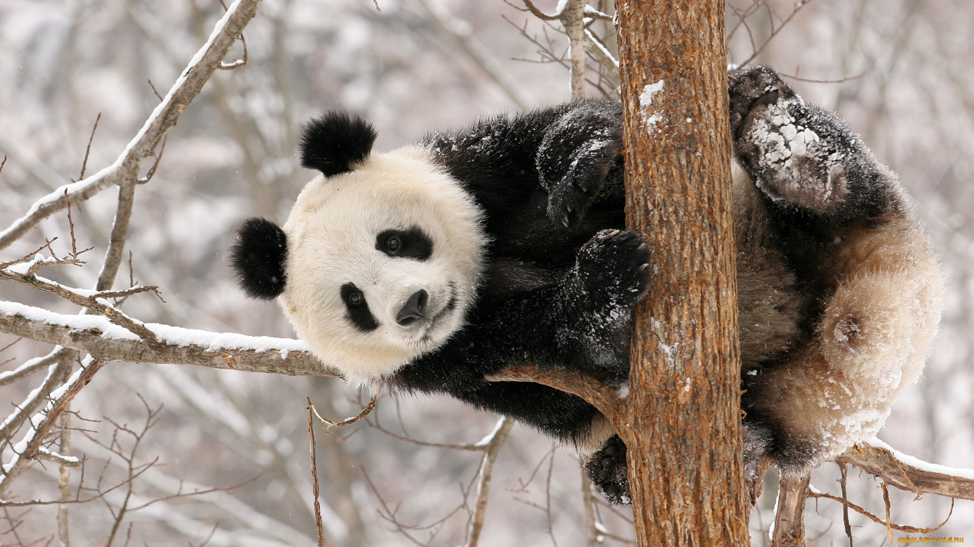 животные, панды, снег, ветки