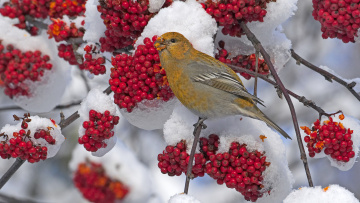 Картинка животные птицы рябина снег