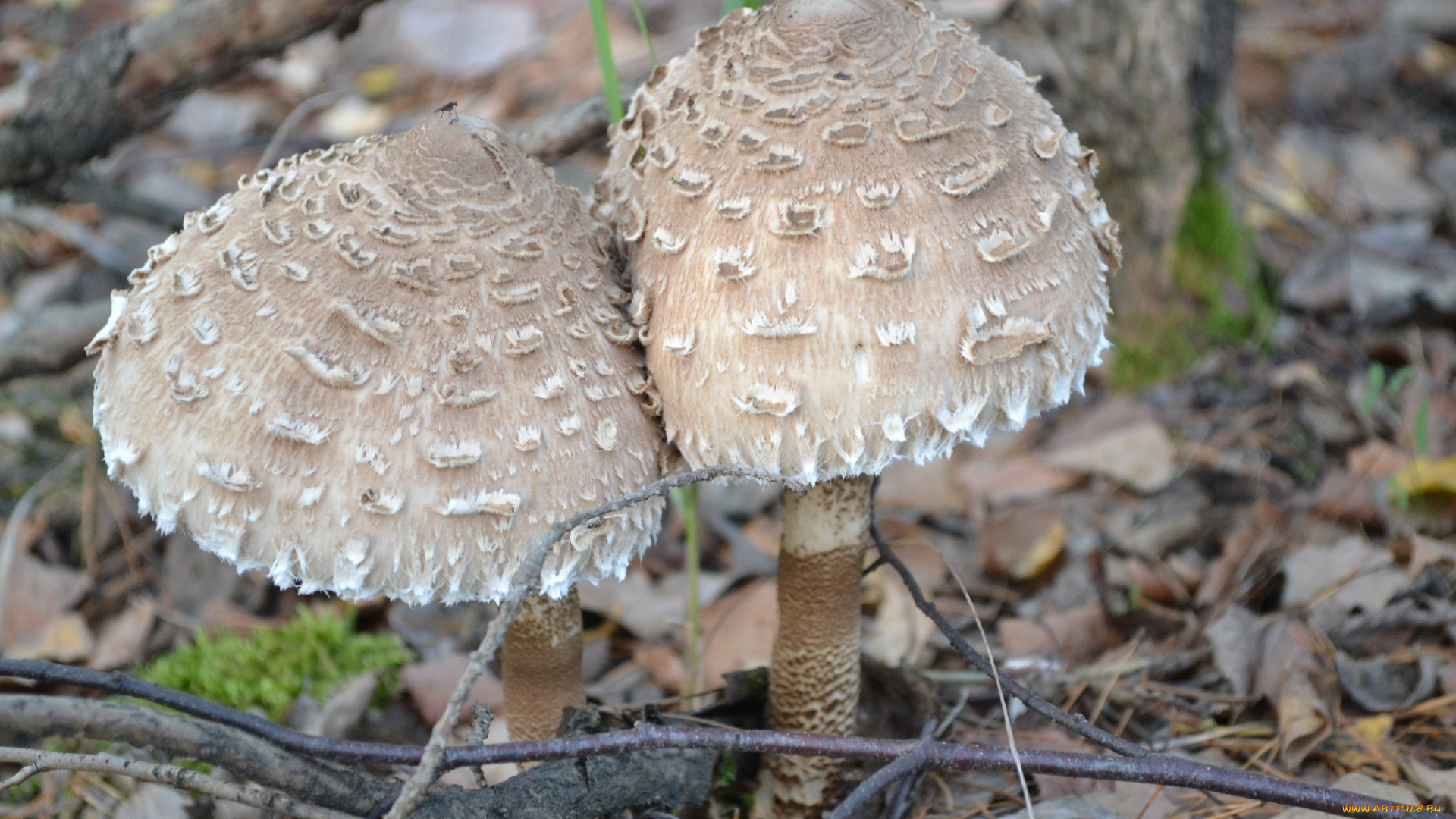 природа, грибы, парочка, гриб, зонтик, съедобный, очень, вкусный, просто, битки