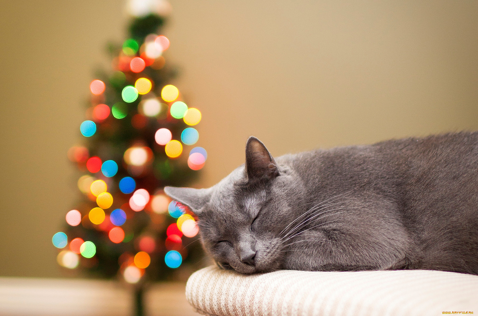 Нужны новые обои. Новогодние коты. Кот новый год. Кошка и елка. Рождественский кот.