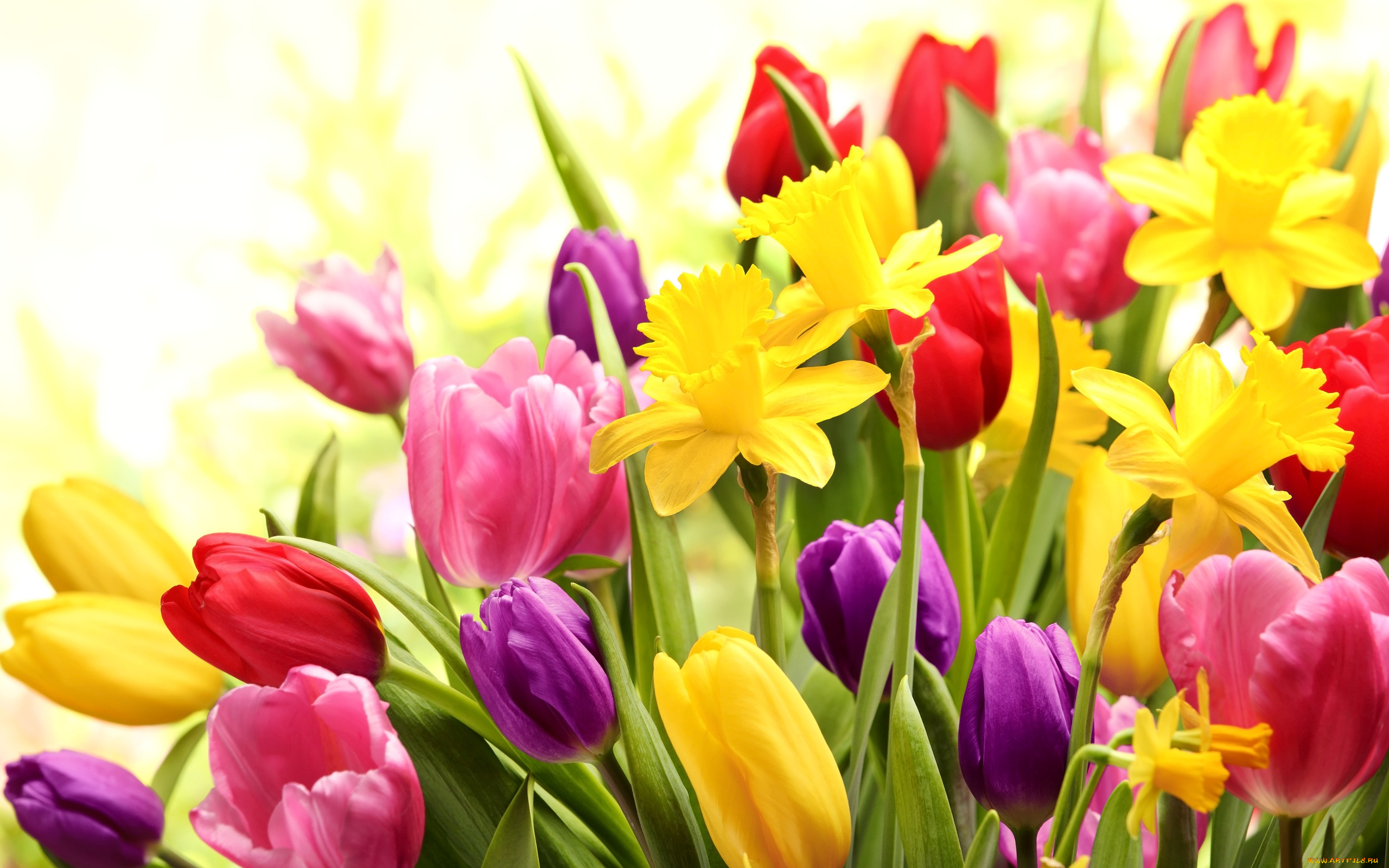 Весенние тюльпаны картинки красивые. Весенний букет. Красивый весенний букет. Яркие цветы.