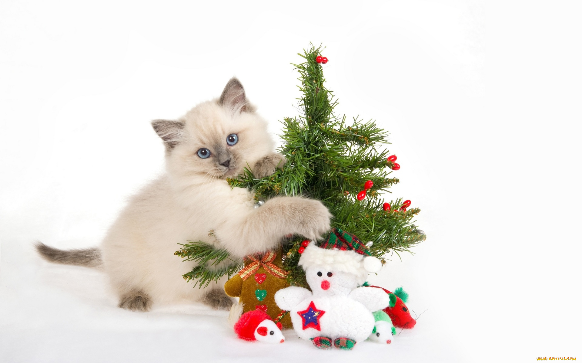 животные, коты, игрушки, ёлка, новогодний, котенок