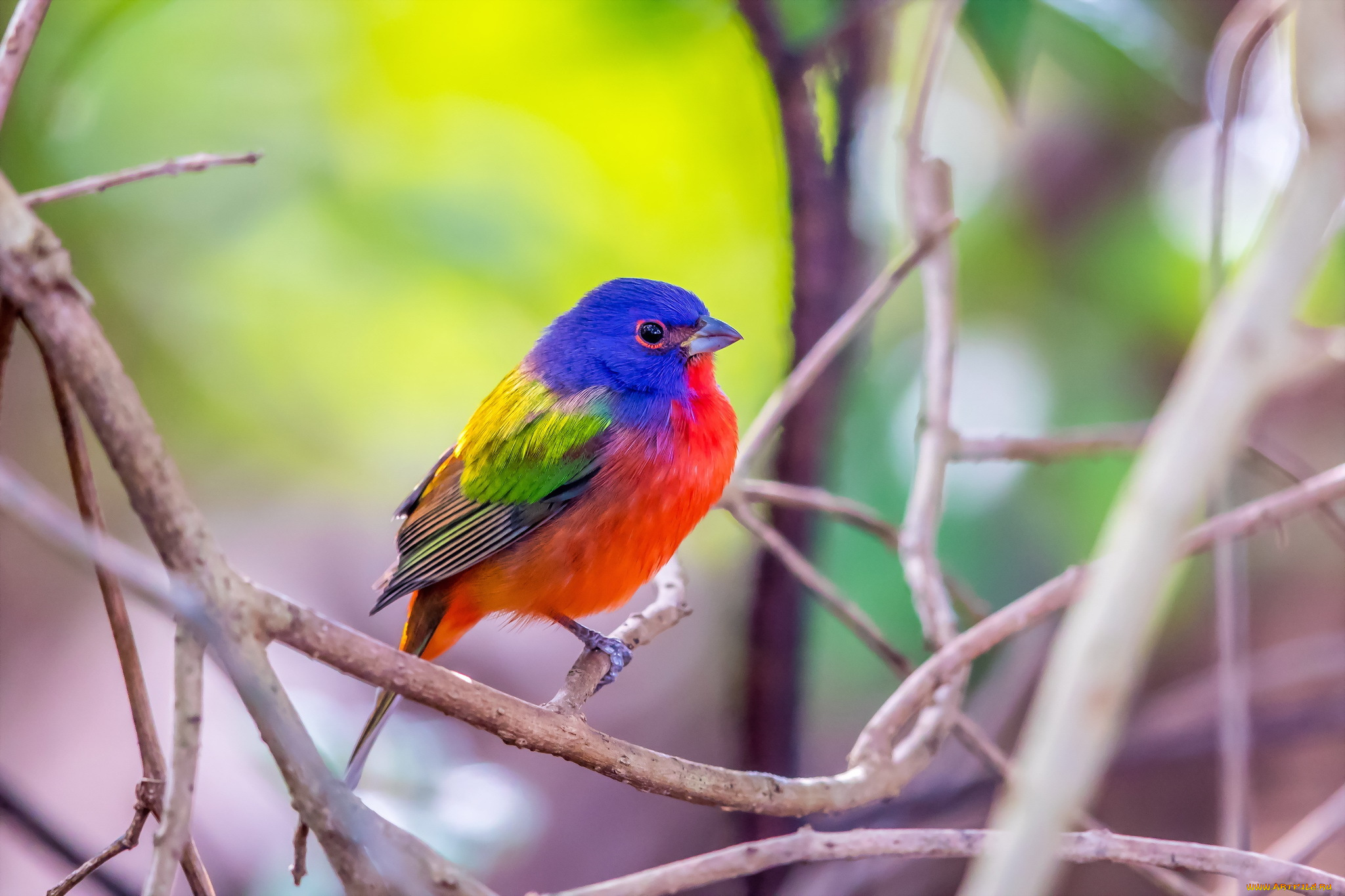 животные, птицы, green, cay, wetlands, male, painted, bunting, florida, птица, цвет