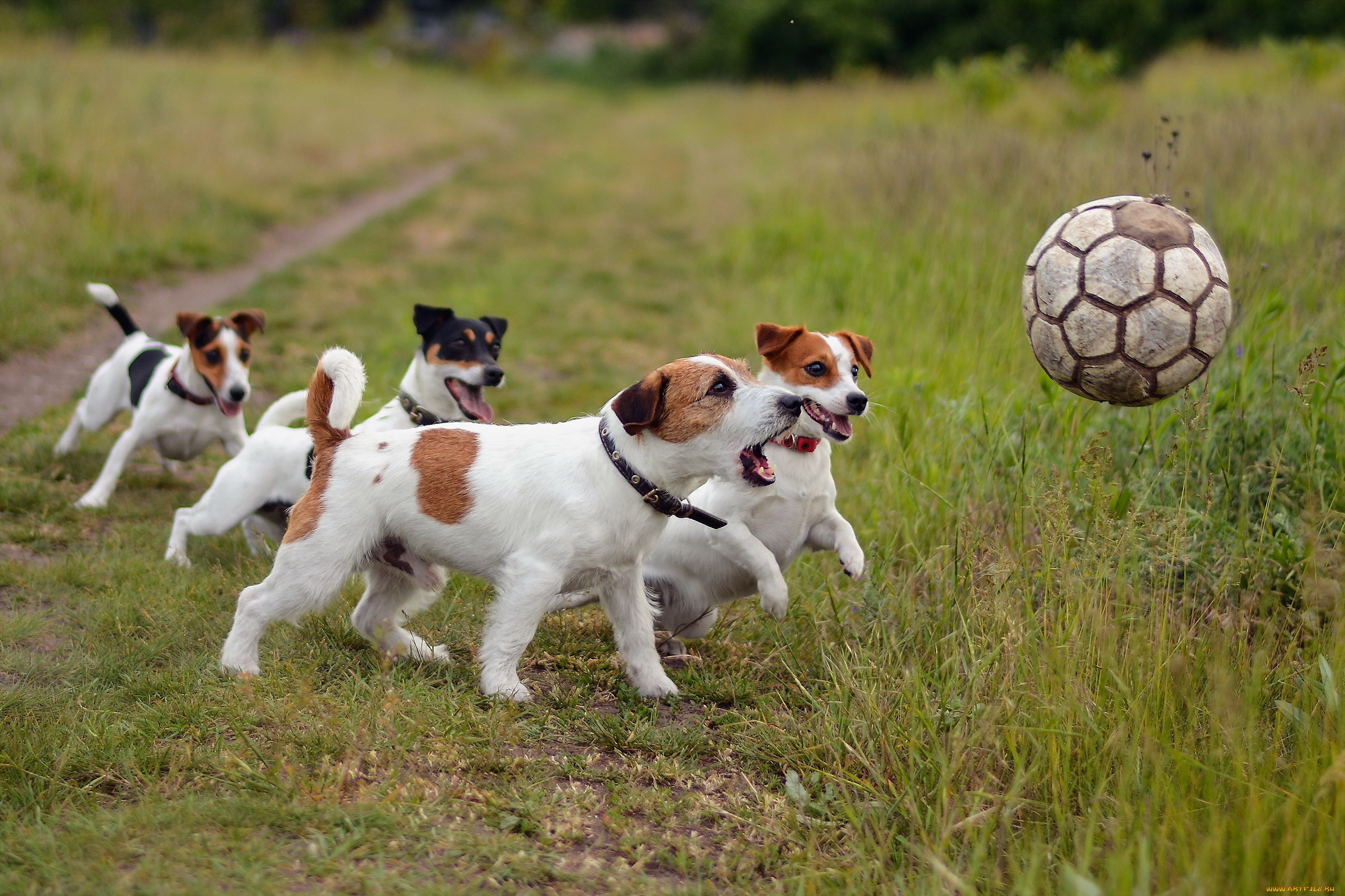 животные, собаки, футбол, спорт, друзья, мяч