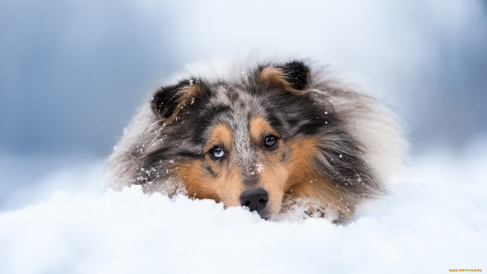 животные, собаки, друг, взгляд, собака, снег, зима