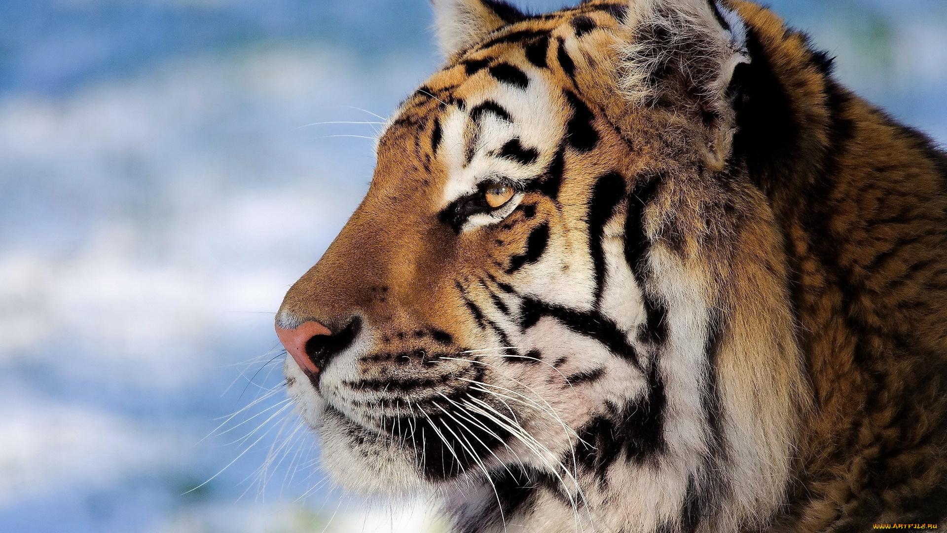 животные, тигры, профиль, голова, тигр, снег