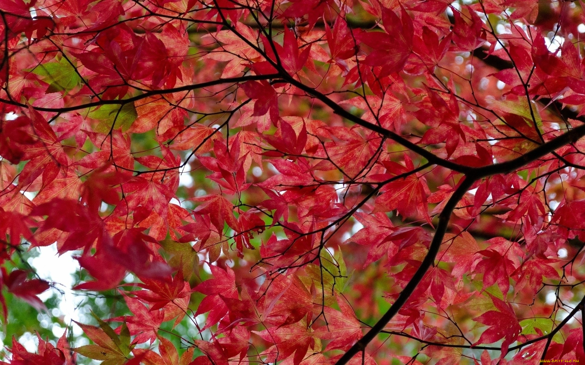 природа, деревья, дерево, ветки, листья, красные, осень, клен