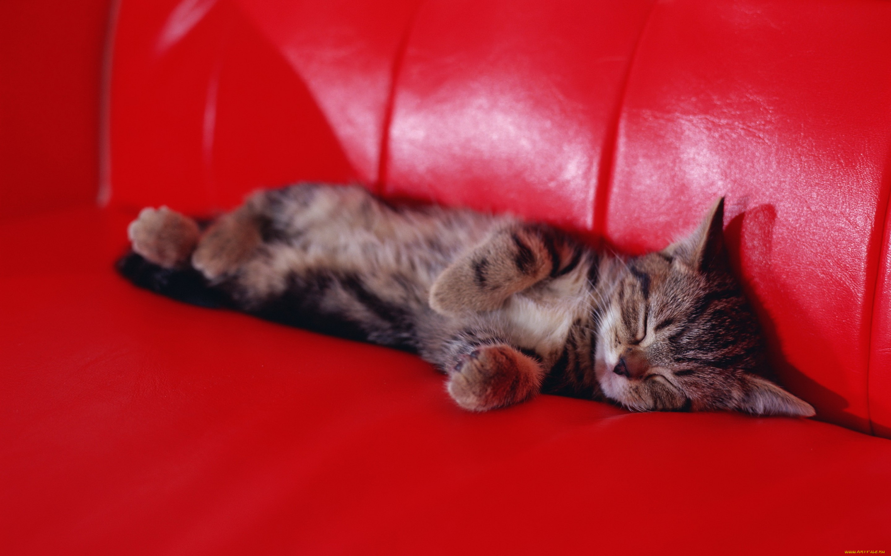 животные, коты, диван, красный, спит, серый, полосатый, кошки, котенок