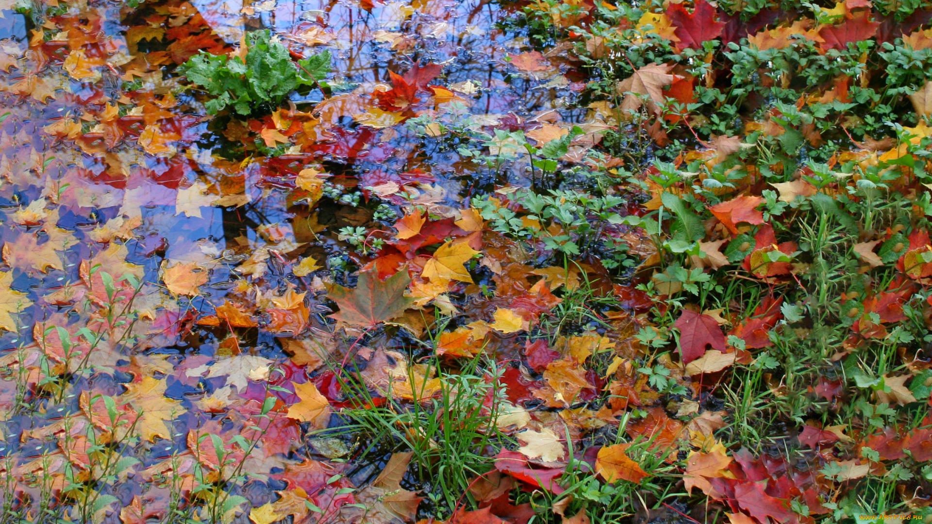 осеннее, разноцветие, природа, листья, осень, жёлтые, красные, вода