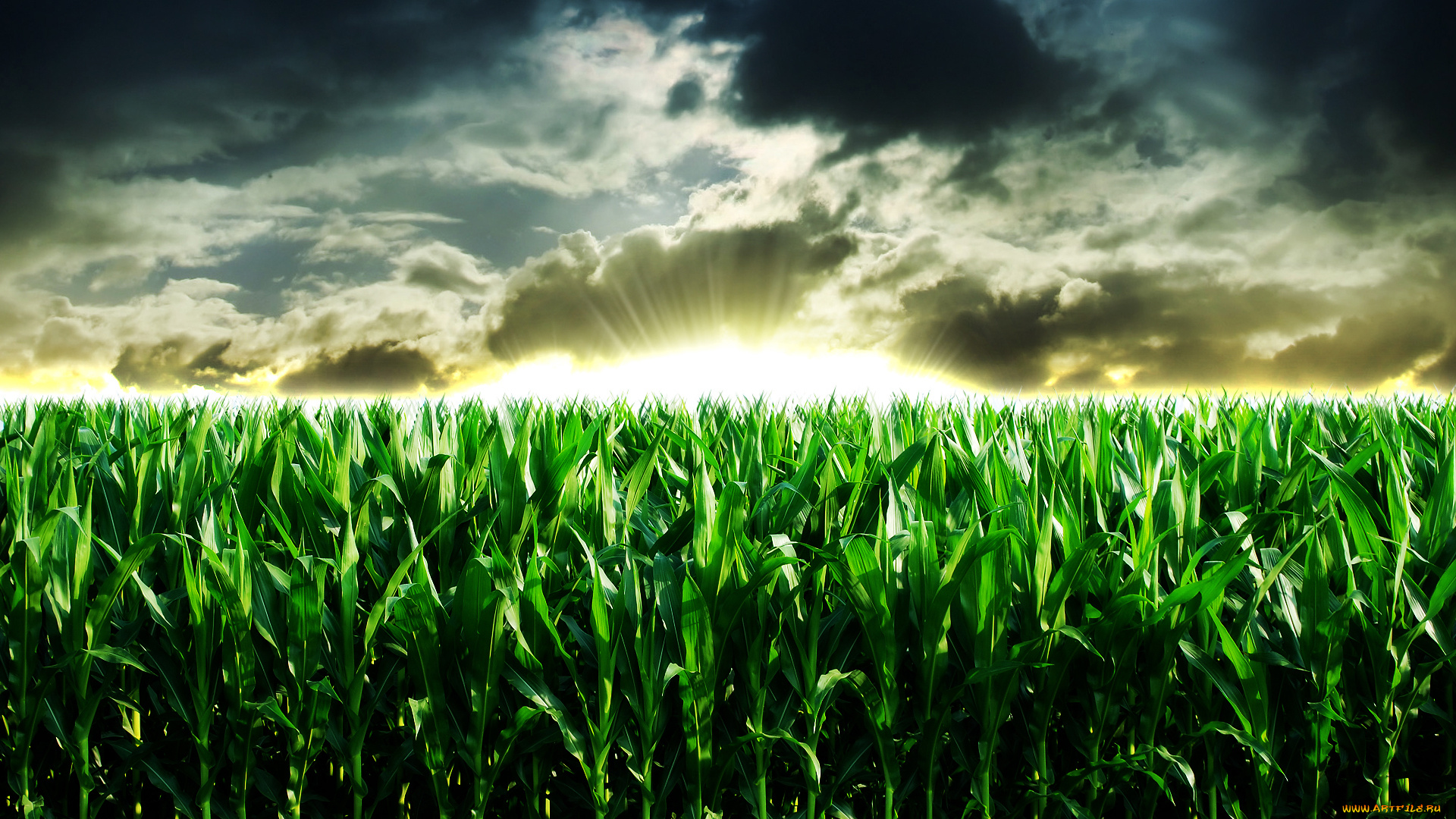 восход, солнца, на, кукурузном, поле, природа, поля, восход, поле, кукуруза