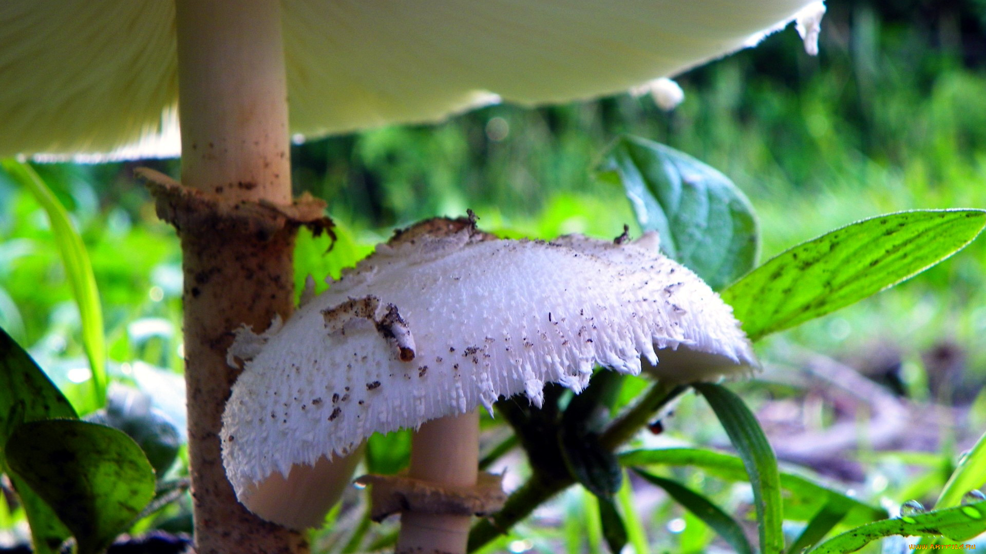 природа, грибы, гриб-зонтик