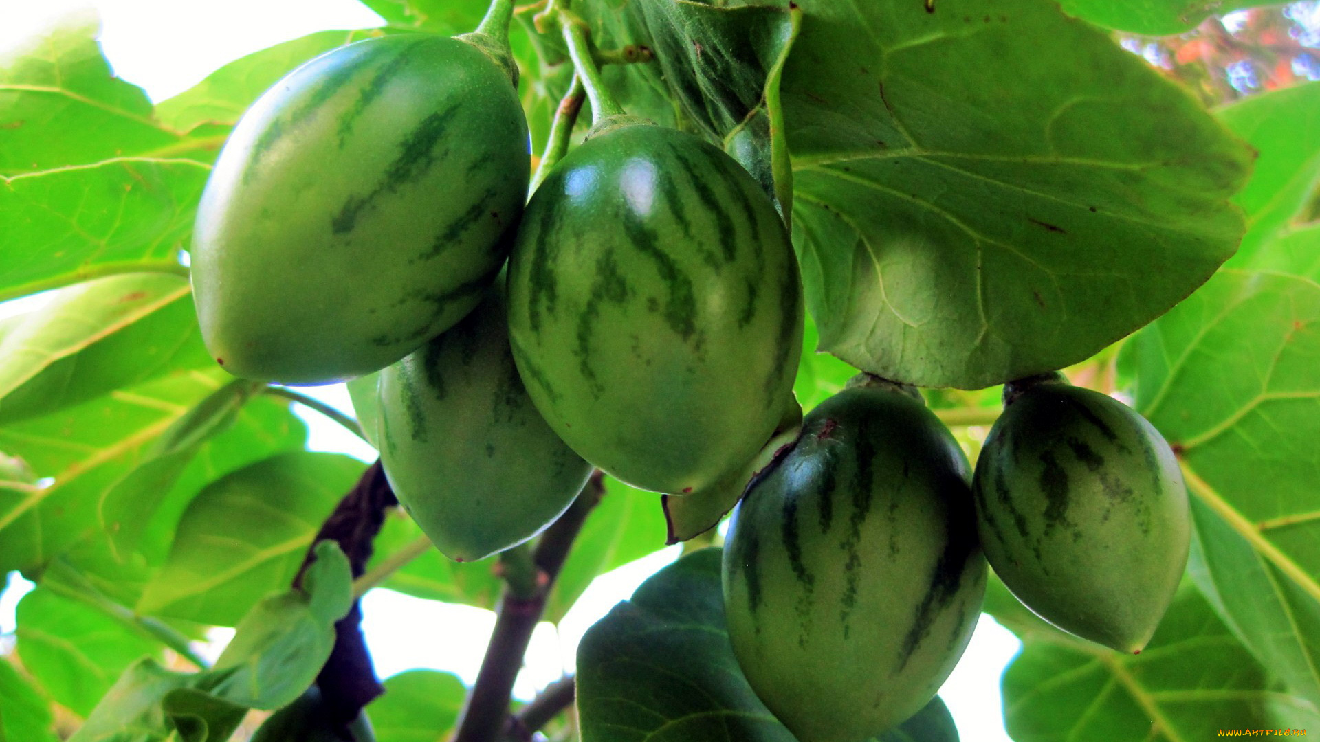 природа, плоды, tree-tomato, fruit