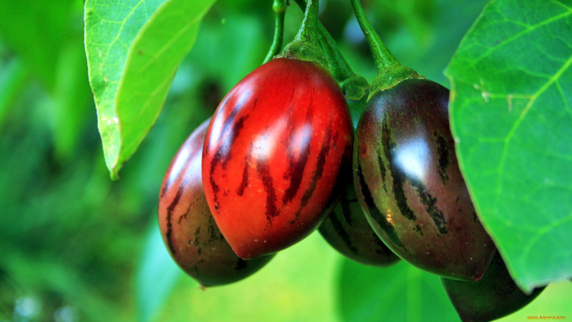 природа, плоды, tree-tomato, fruit