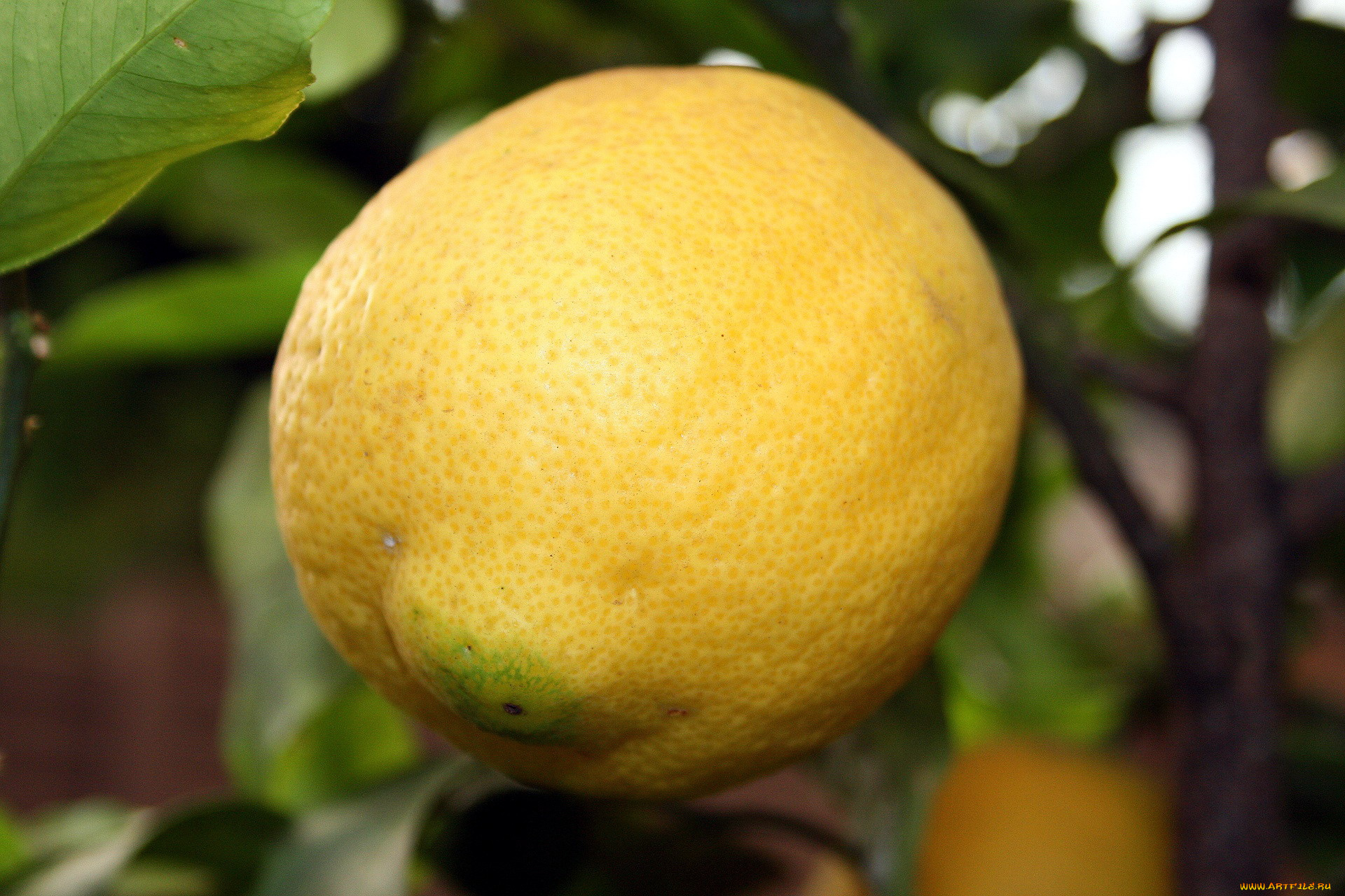 природа, плоды, лимон, цитрус