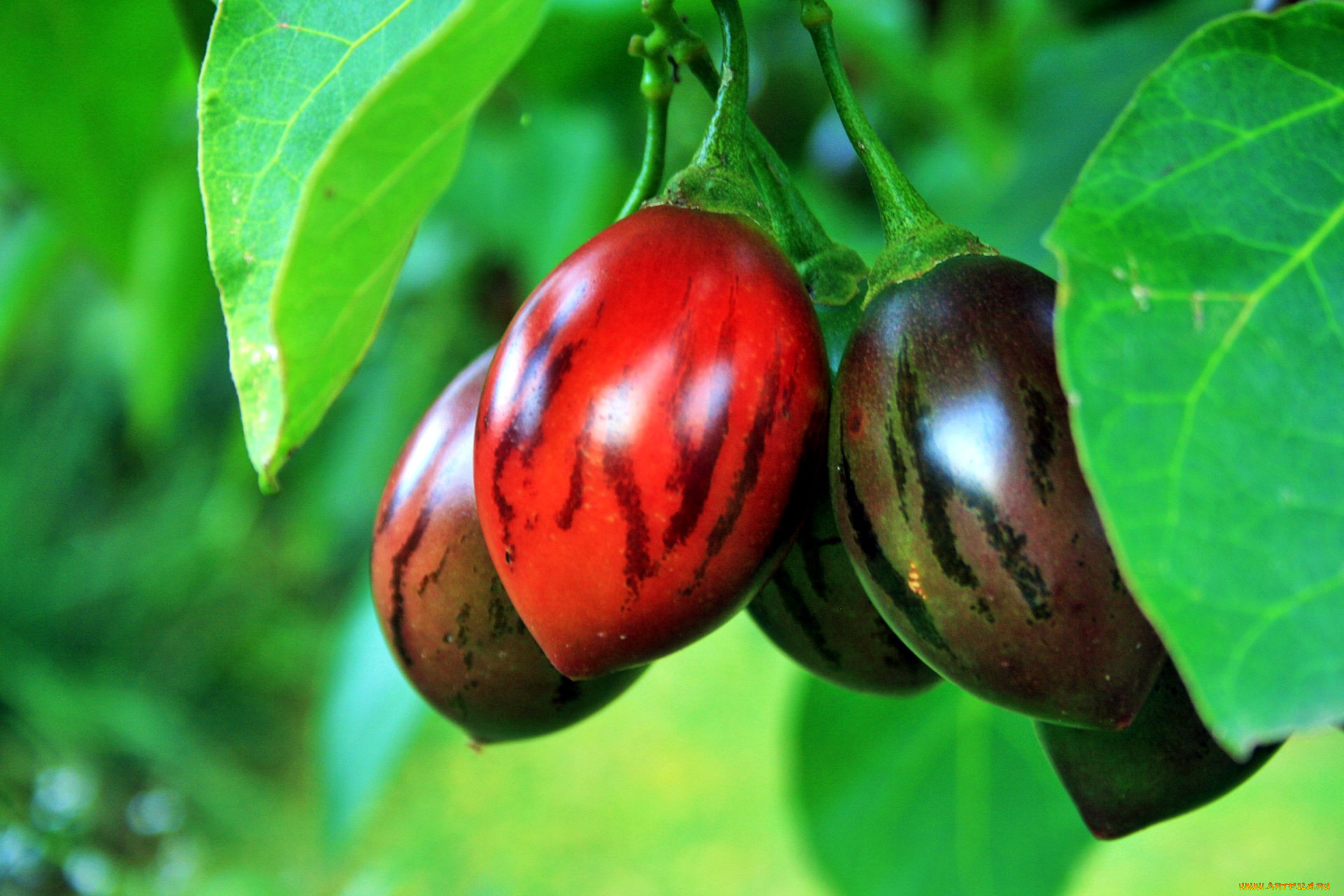 природа, плоды, tree-tomato, fruit