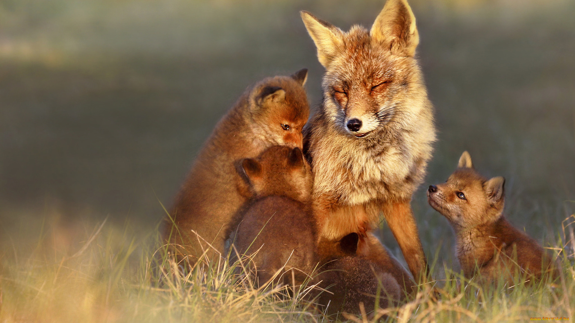 лисица, с, лисятами, животные, лисы, лисица, рыжая, лисята, псовые, лисицы, млекопитающие, мех, пушнина, лиса, хищник