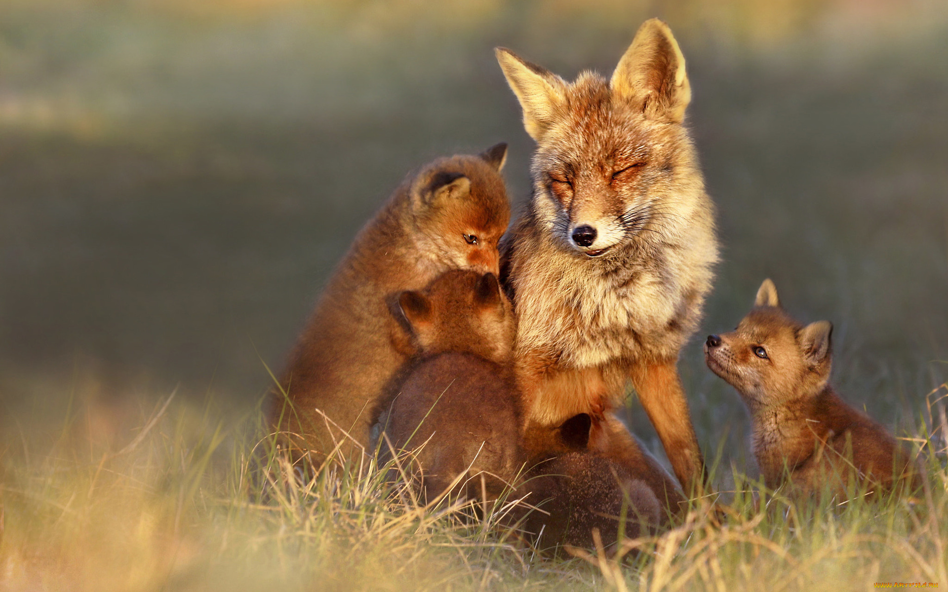 лисица, с, лисятами, животные, лисы, лисица, рыжая, лисята, псовые, лисицы, млекопитающие, мех, пушнина, лиса, хищник