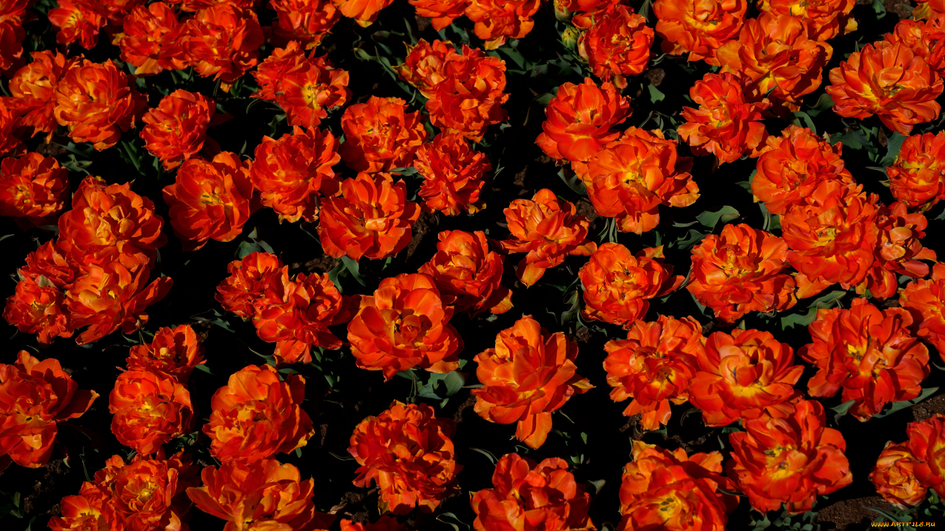 цветы, тюльпаны