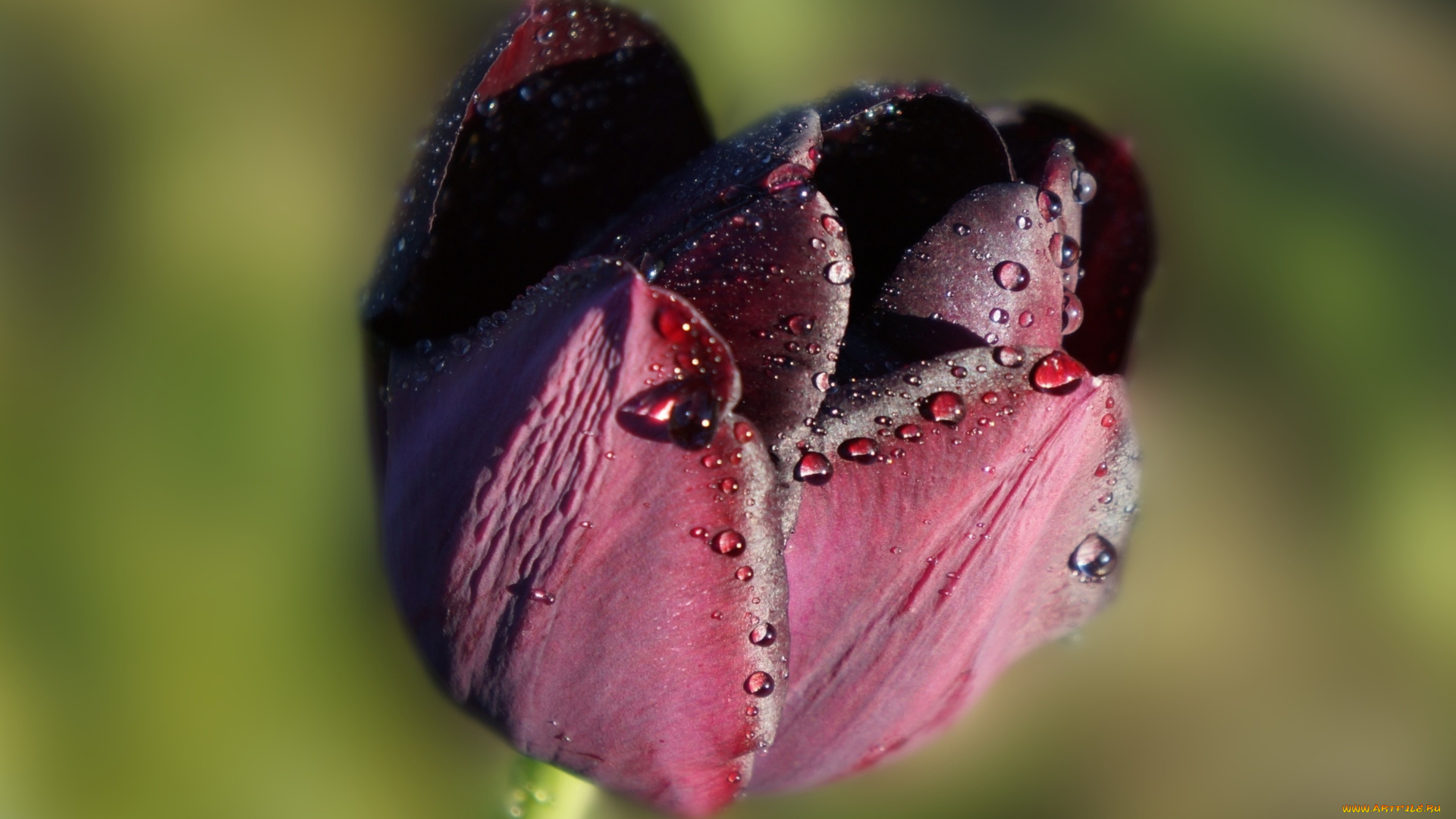 цветы, тюльпаны, dark, flower, tulips, blooming