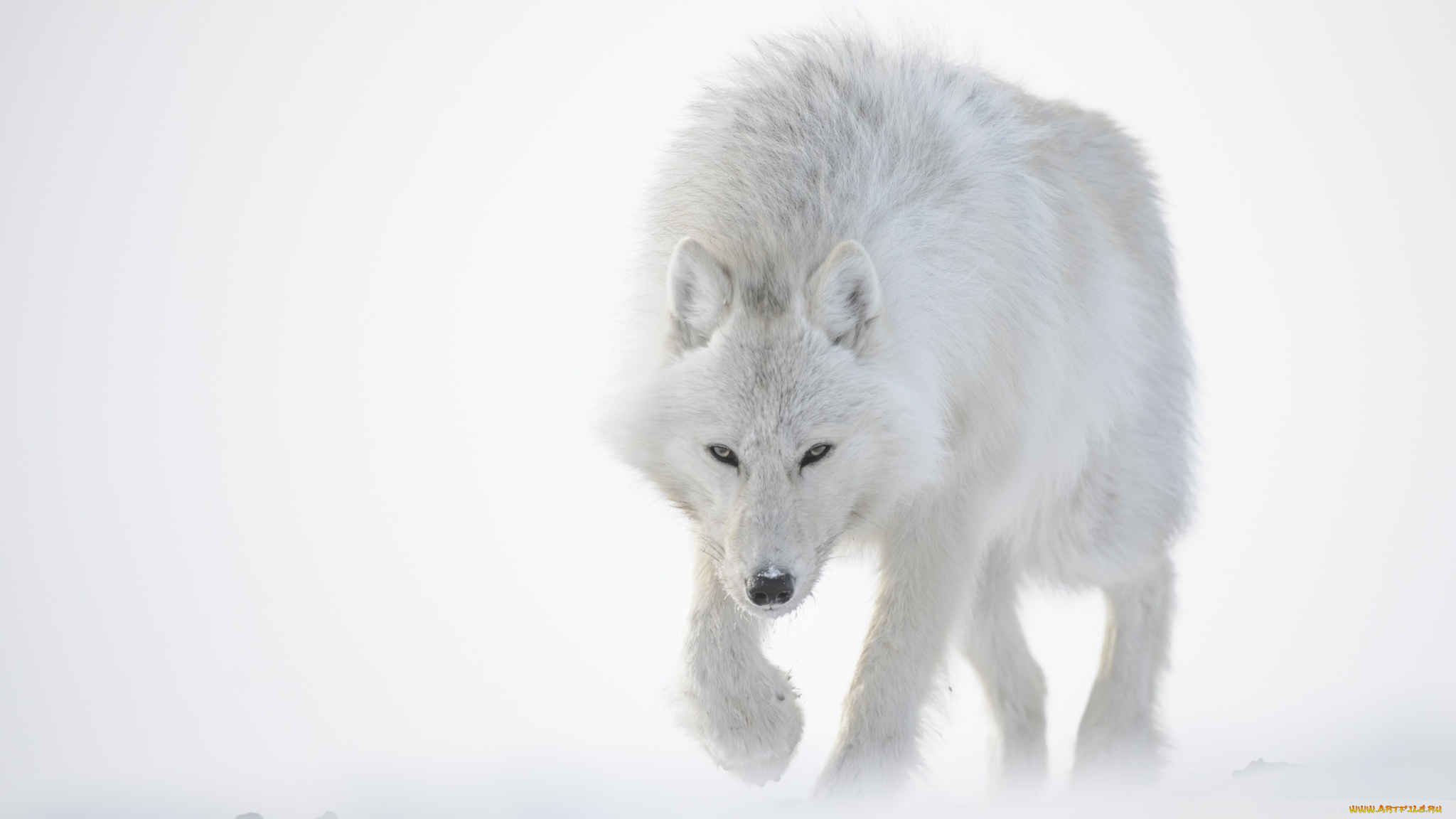 животные, волки, , койоты, , шакалы, снег, зима, хищник, полярный, волк