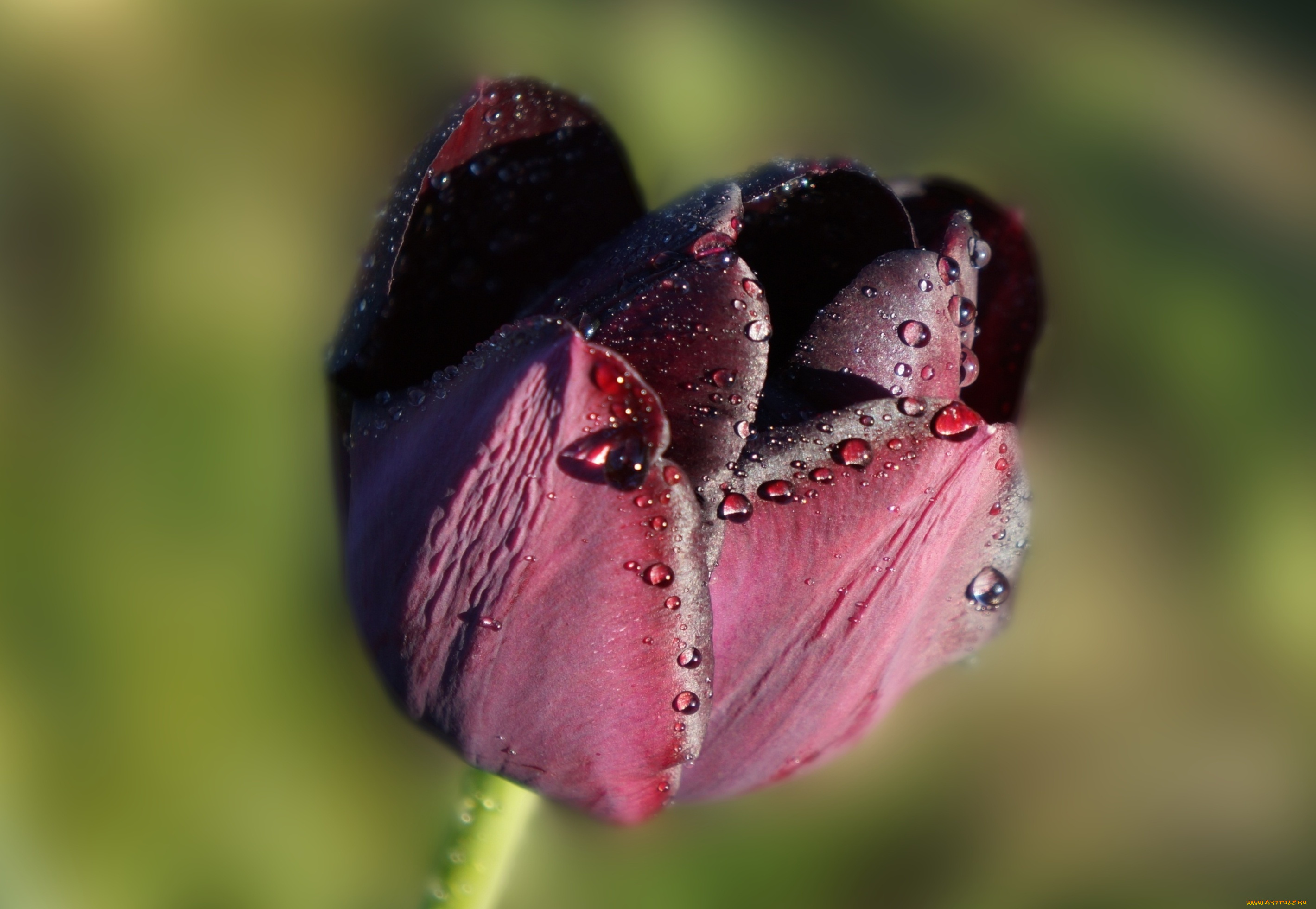 цветы, тюльпаны, dark, flower, tulips, blooming