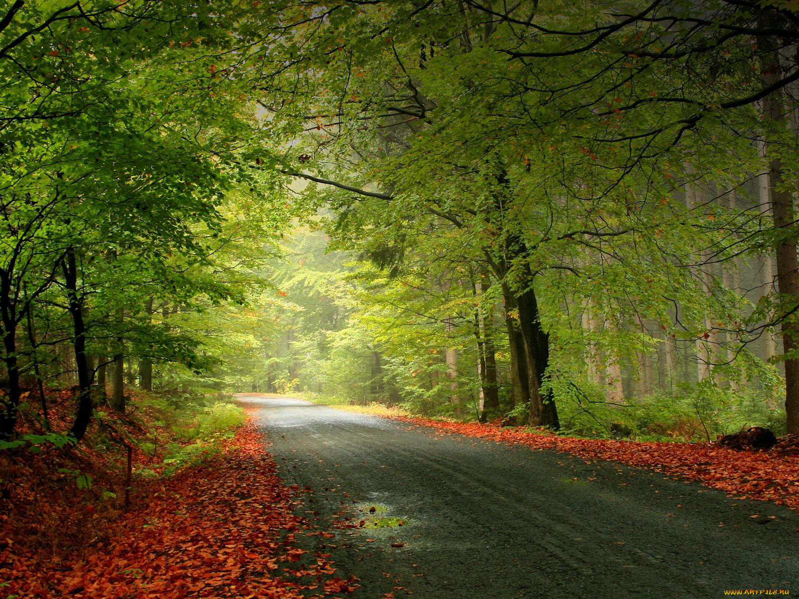 природа, дороги, деревья, осень, листья