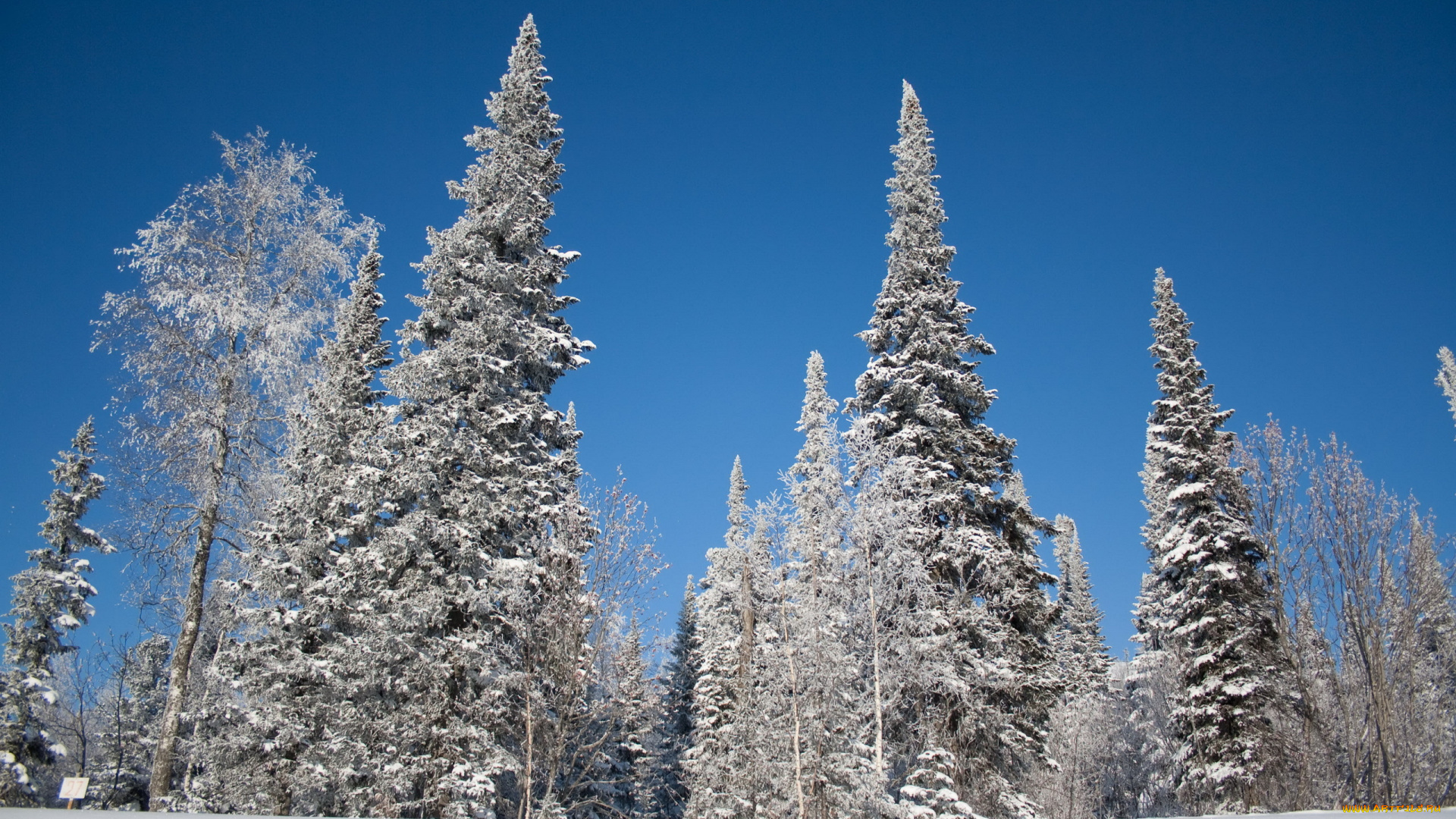 природа, зима, ели, снег, деревья