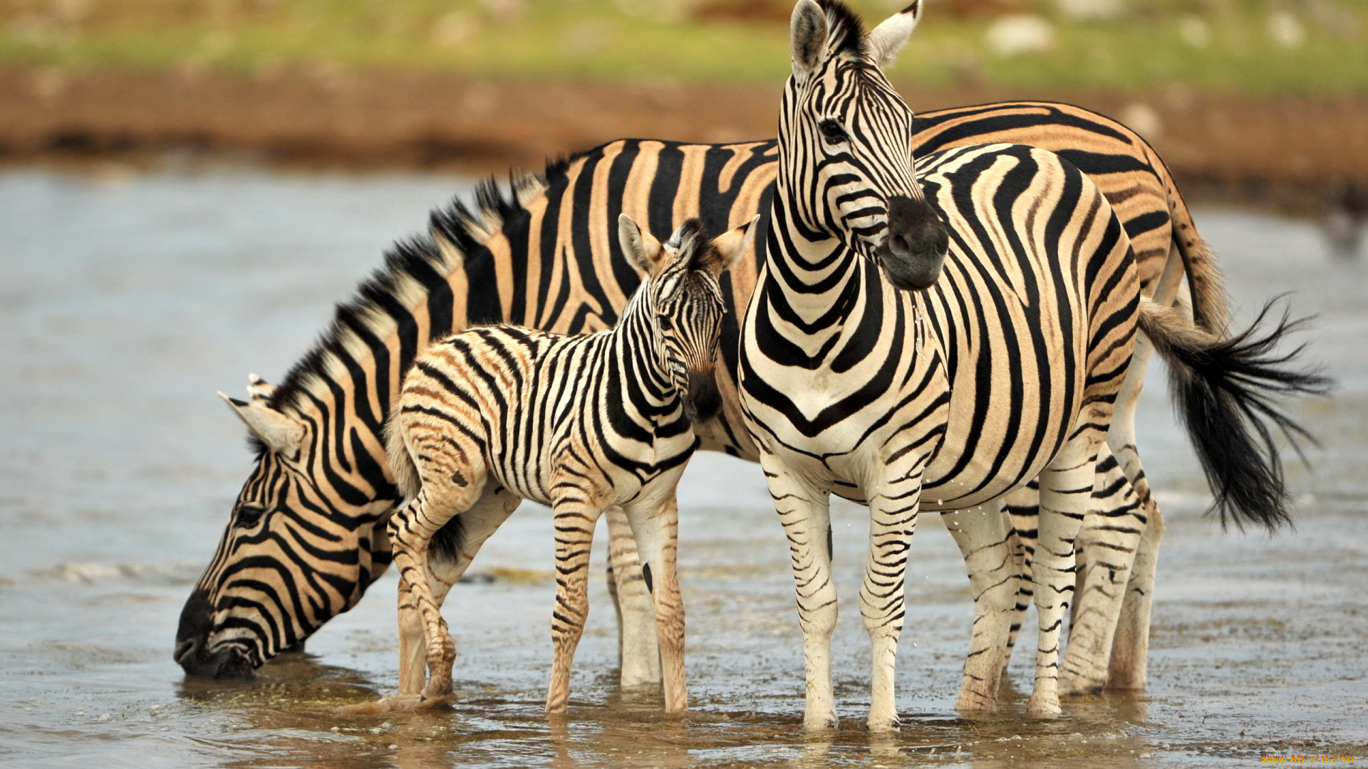 природа животные зебра скала без смс