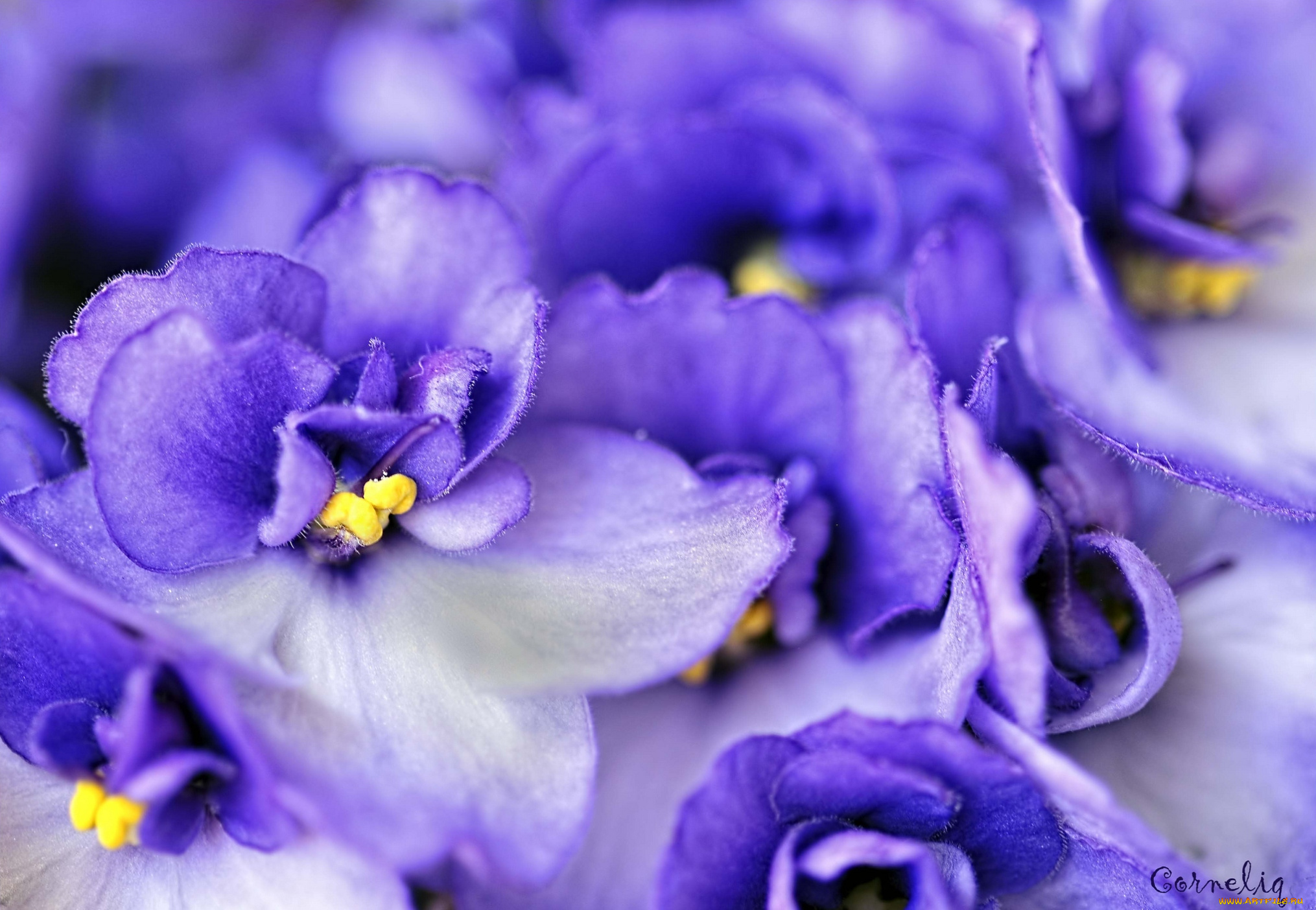 цветы, фиалки, фиолетовый, макро