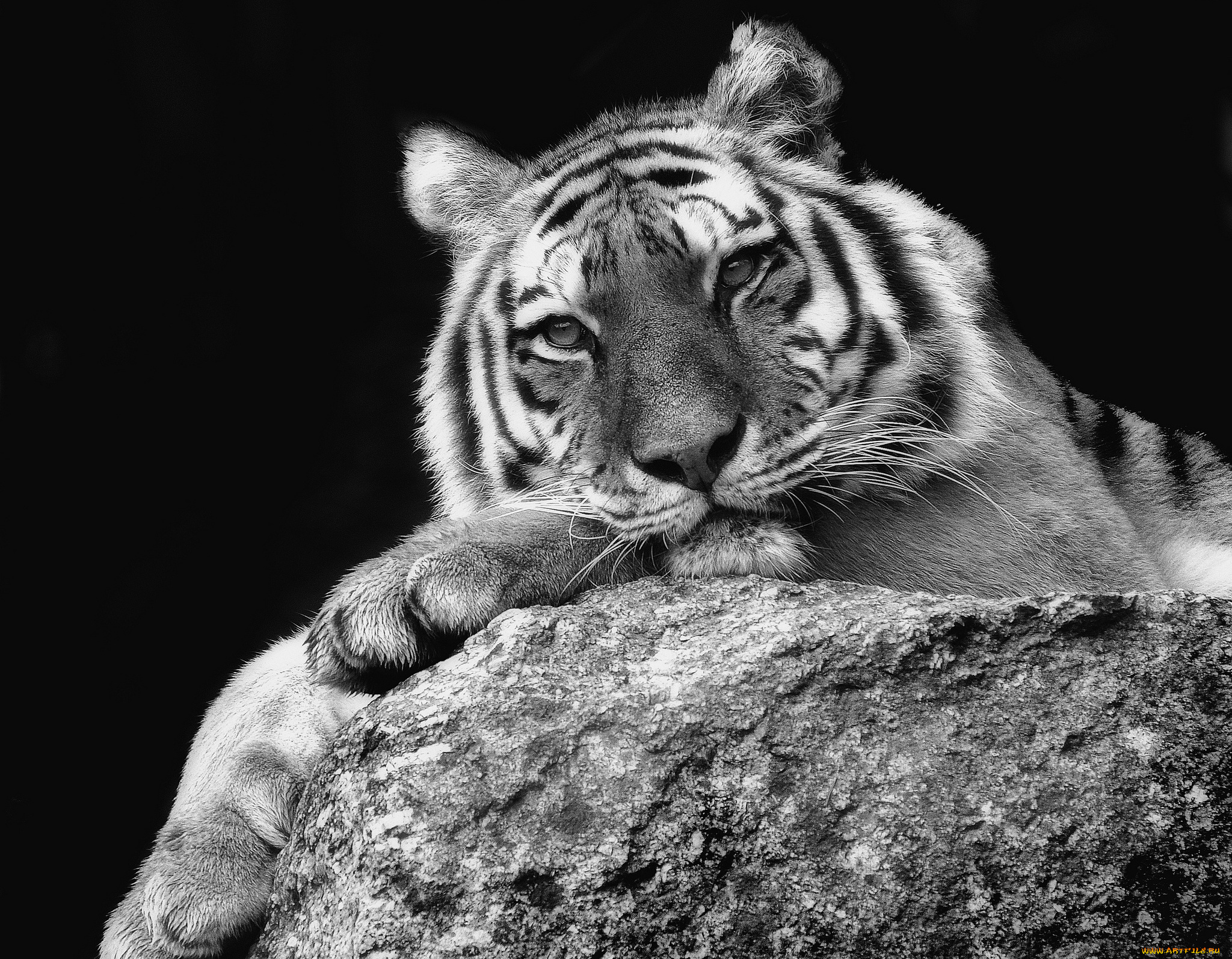 животные, тигры, задумчивость