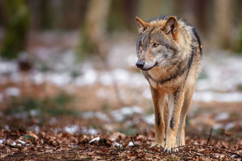 Картинка животные волки серый лес хищник