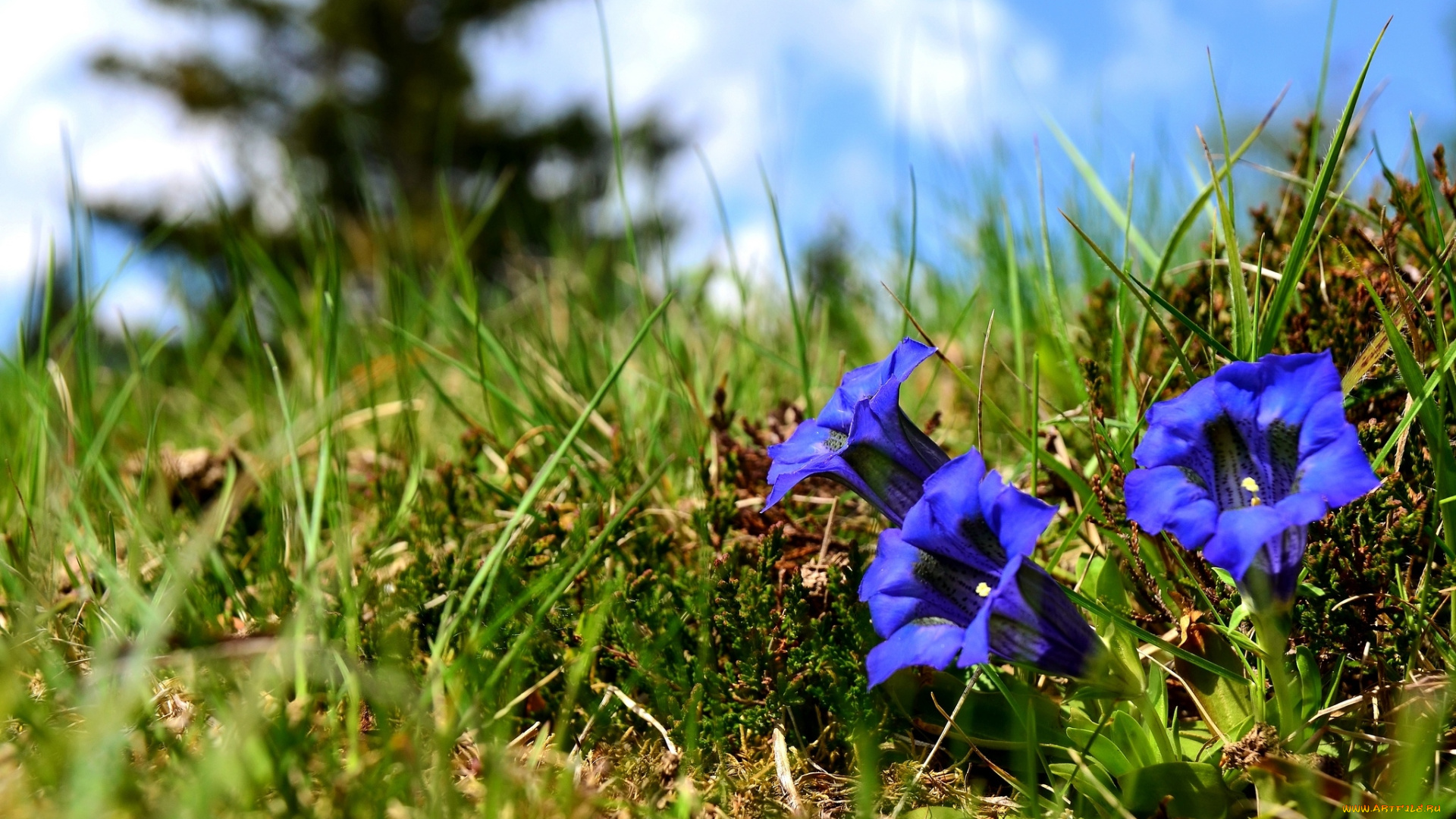 цветы, горечавки, трава, синий