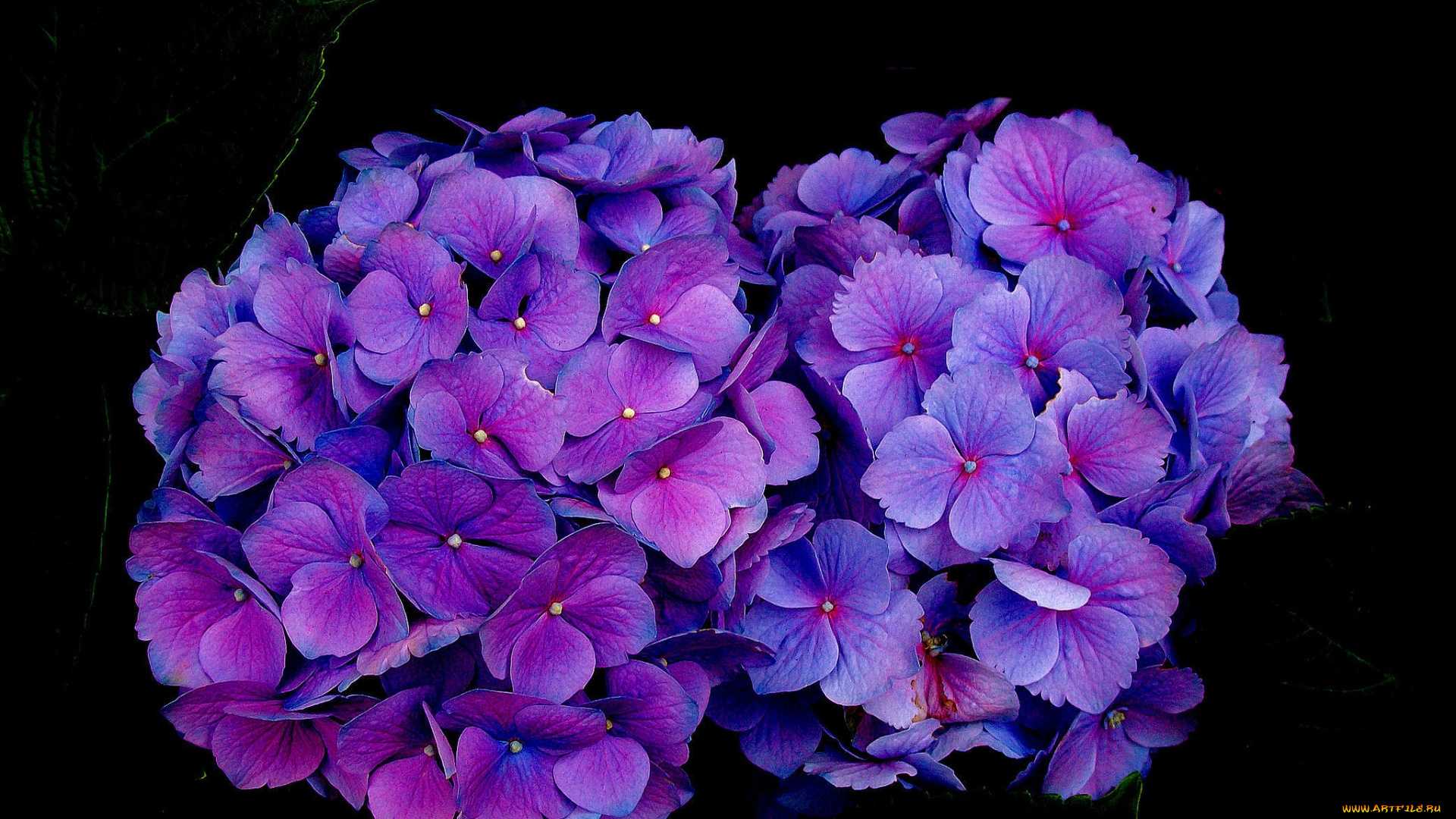цветы, гортензия, фиолетовая