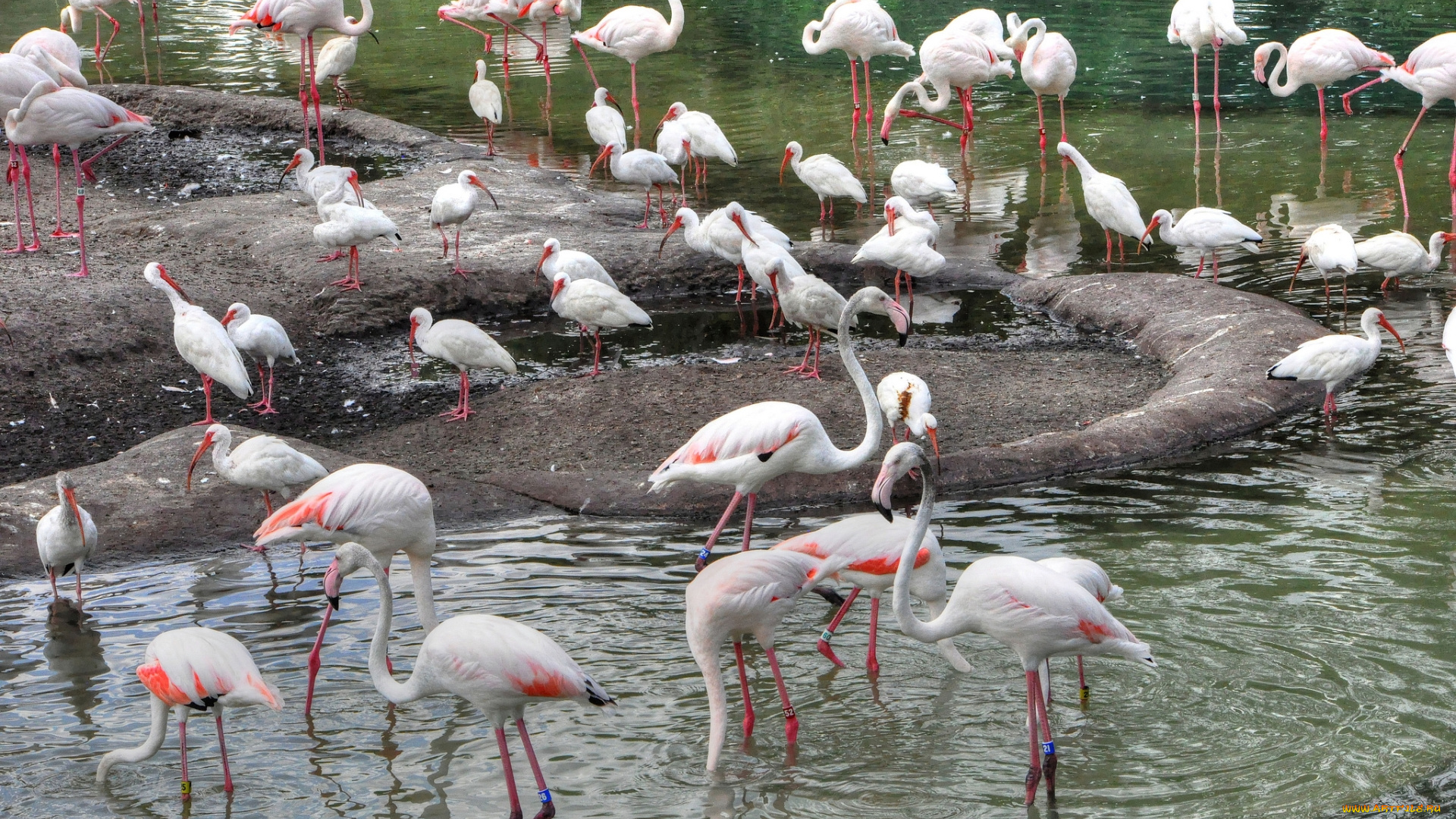 животные, фламинго, птицы, озеро