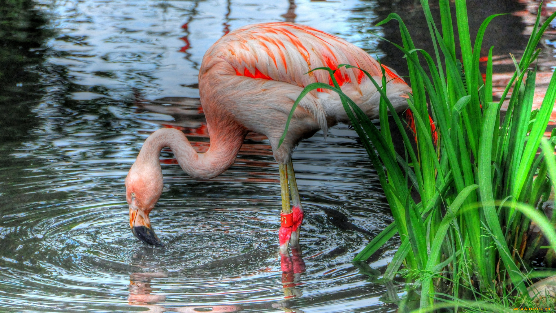 животные, фламинго, вода, трава, птица
