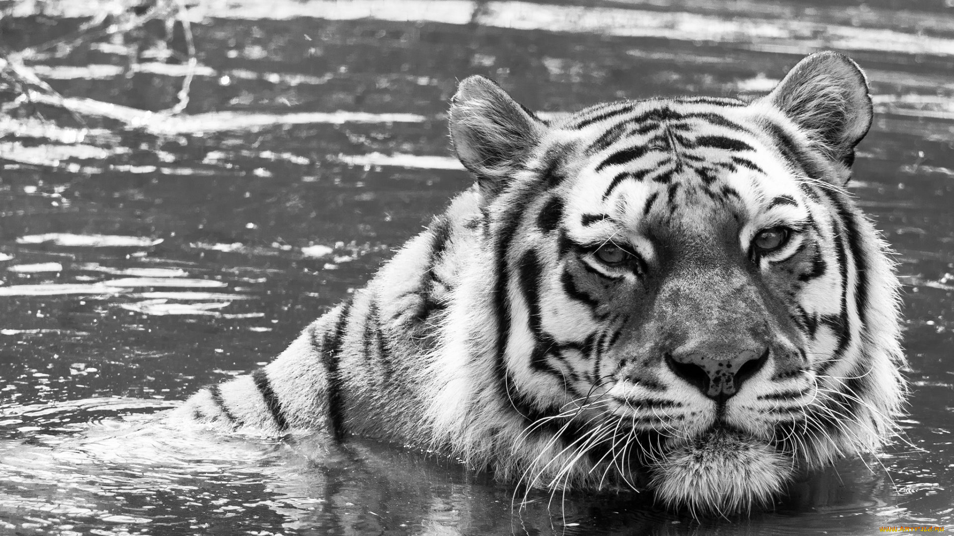 животные, тигры, купание, вода, кошка, морда, черно-белое