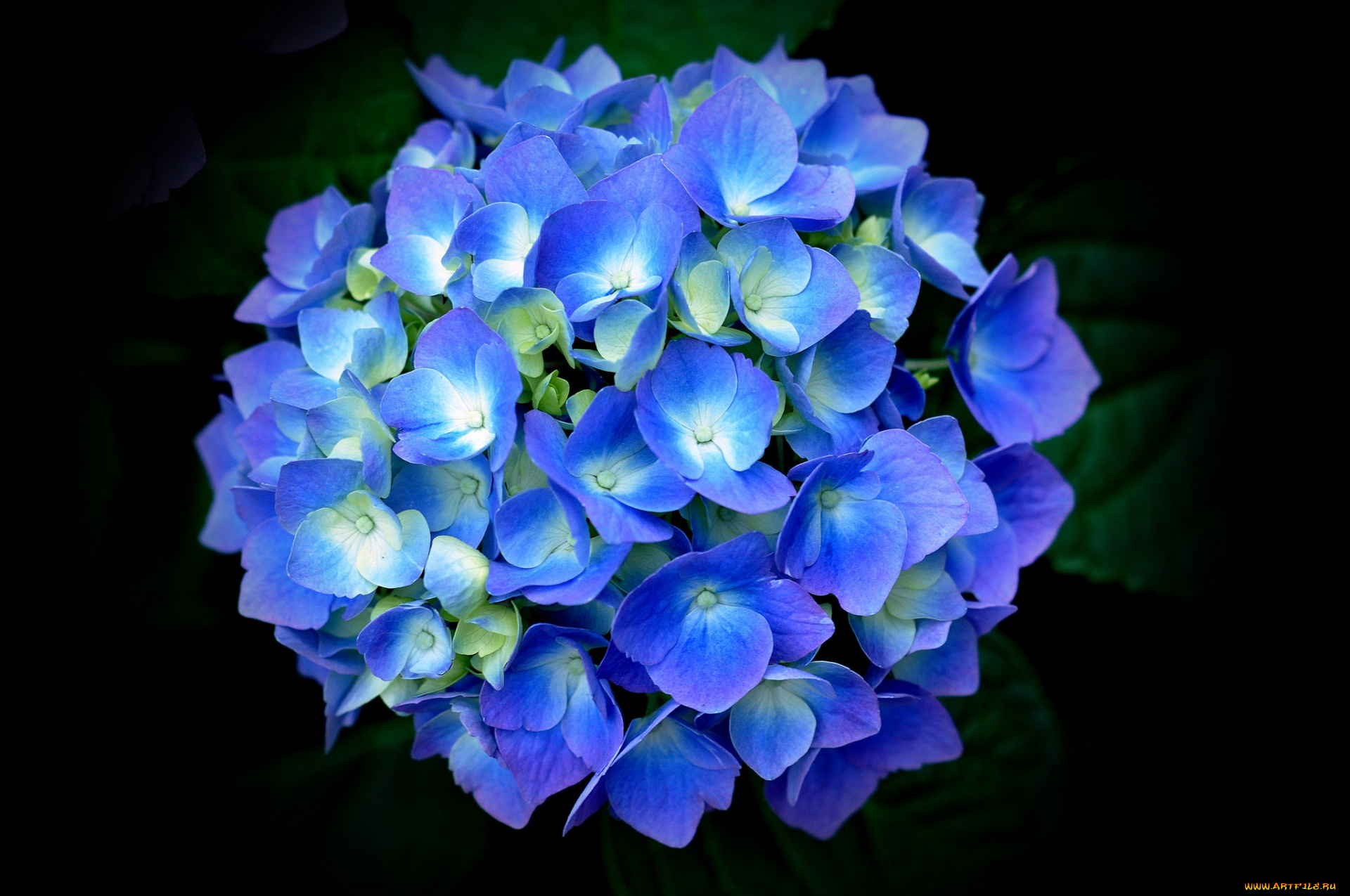 цветы, гортензия, синяя