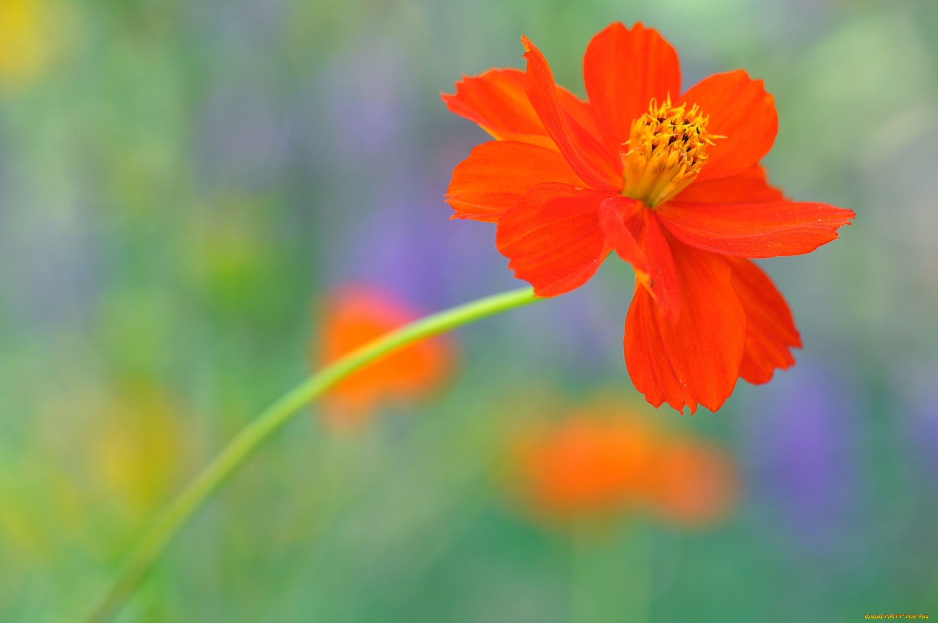 цветы, космея, оранжевая