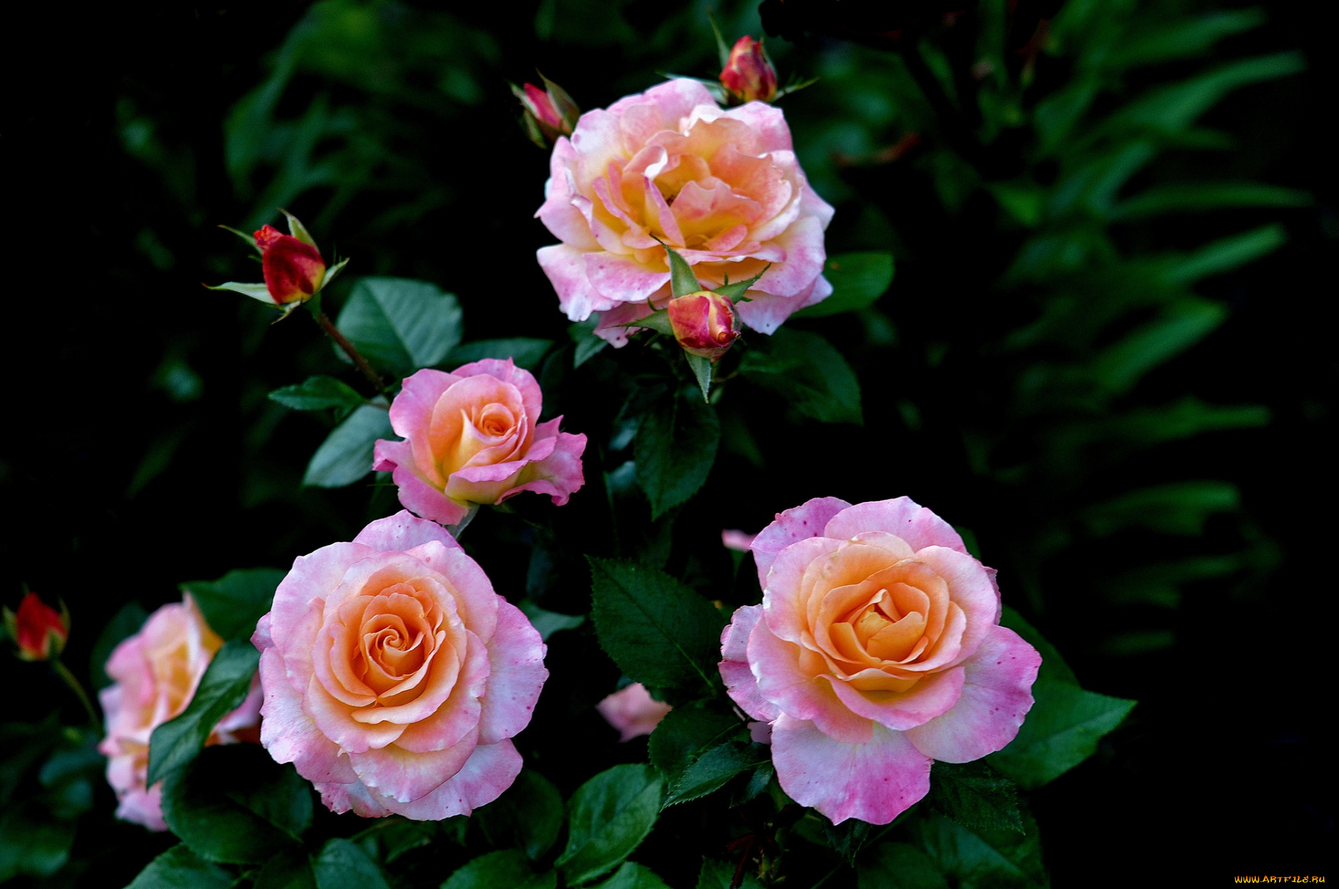 цветы, розы, розовые