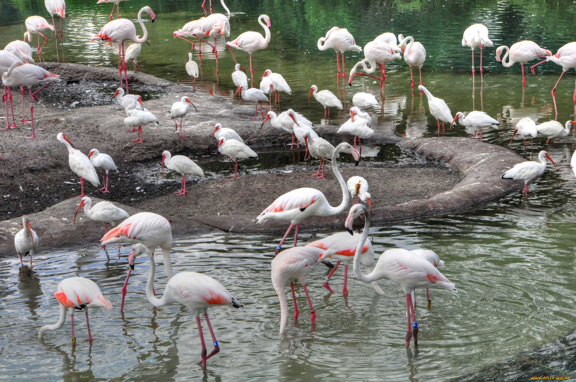 животные, фламинго, птицы, озеро