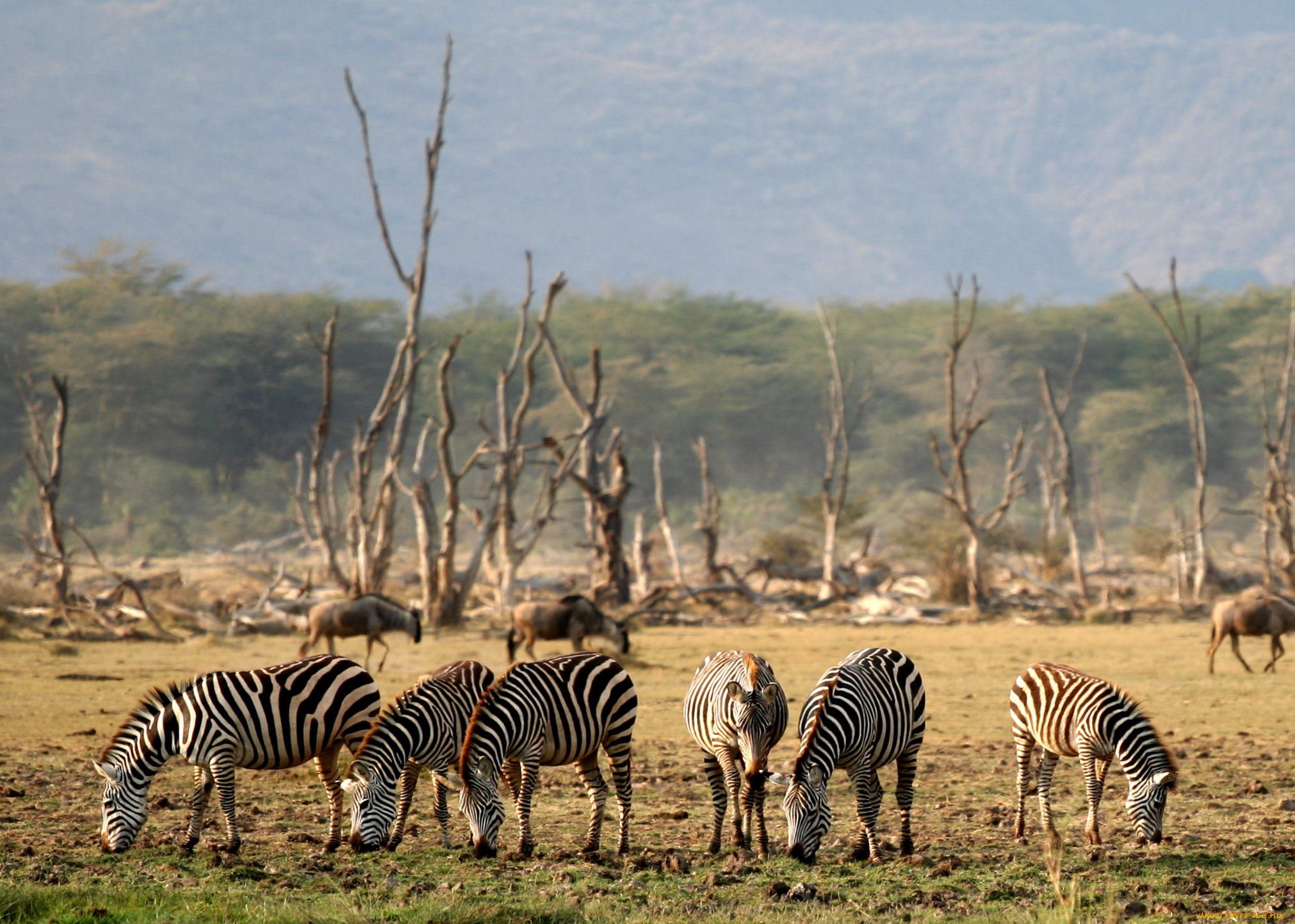 lake, manyara, животные, зебры, саванна, сухостой, африка, антилопы, гну, трава, деревья