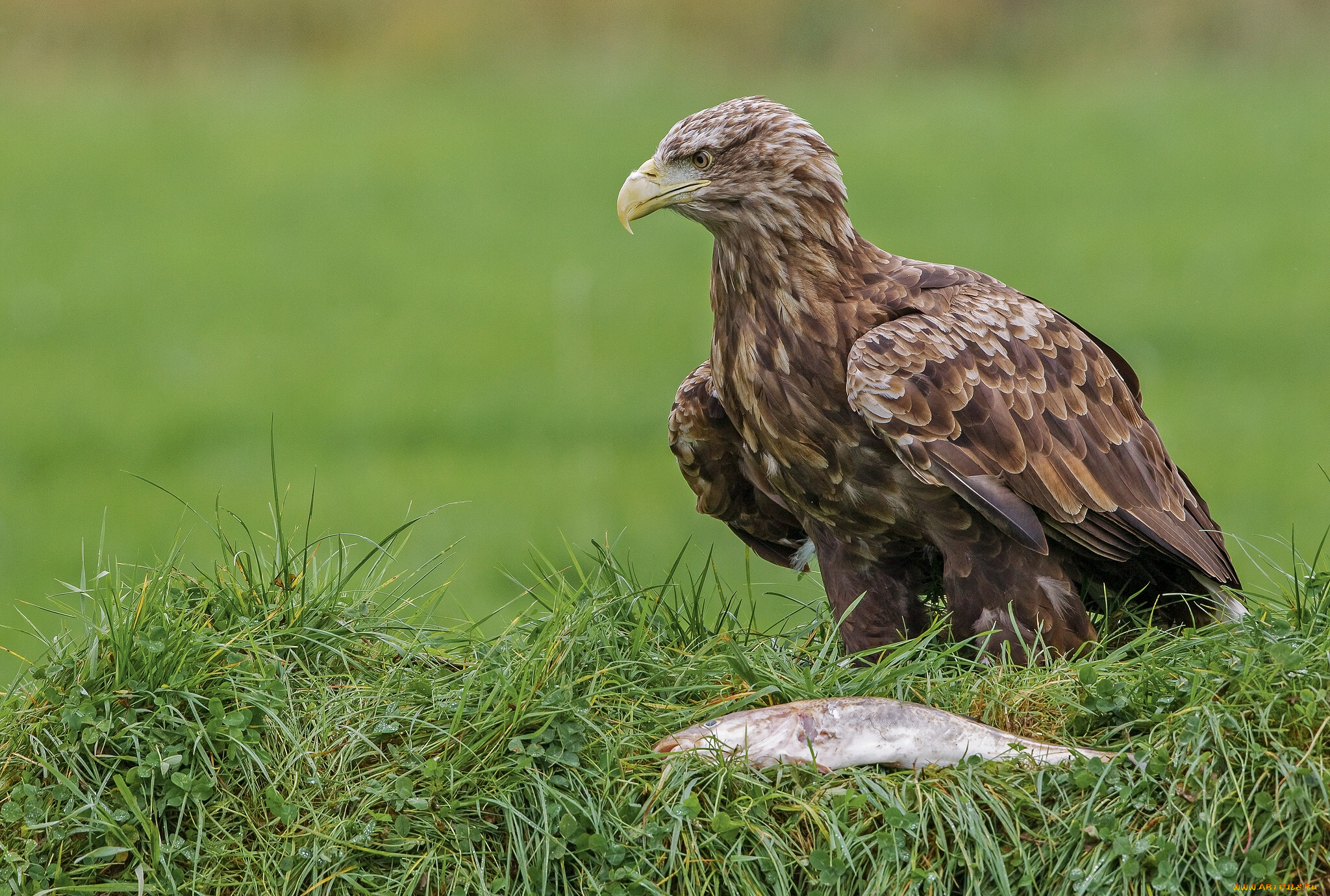 Орел птица животное трава природа скачать