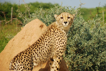 Картинка животные гепарды леопард животное камень трава