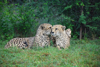 Картинка животные леопарды трава животное