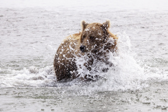 Картинка животные медведи брызги вода