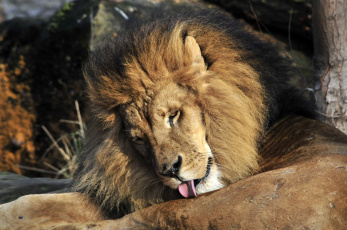 Картинка животные львы купание лев