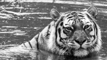 Картинка животные тигры купание вода кошка морда черно-белое