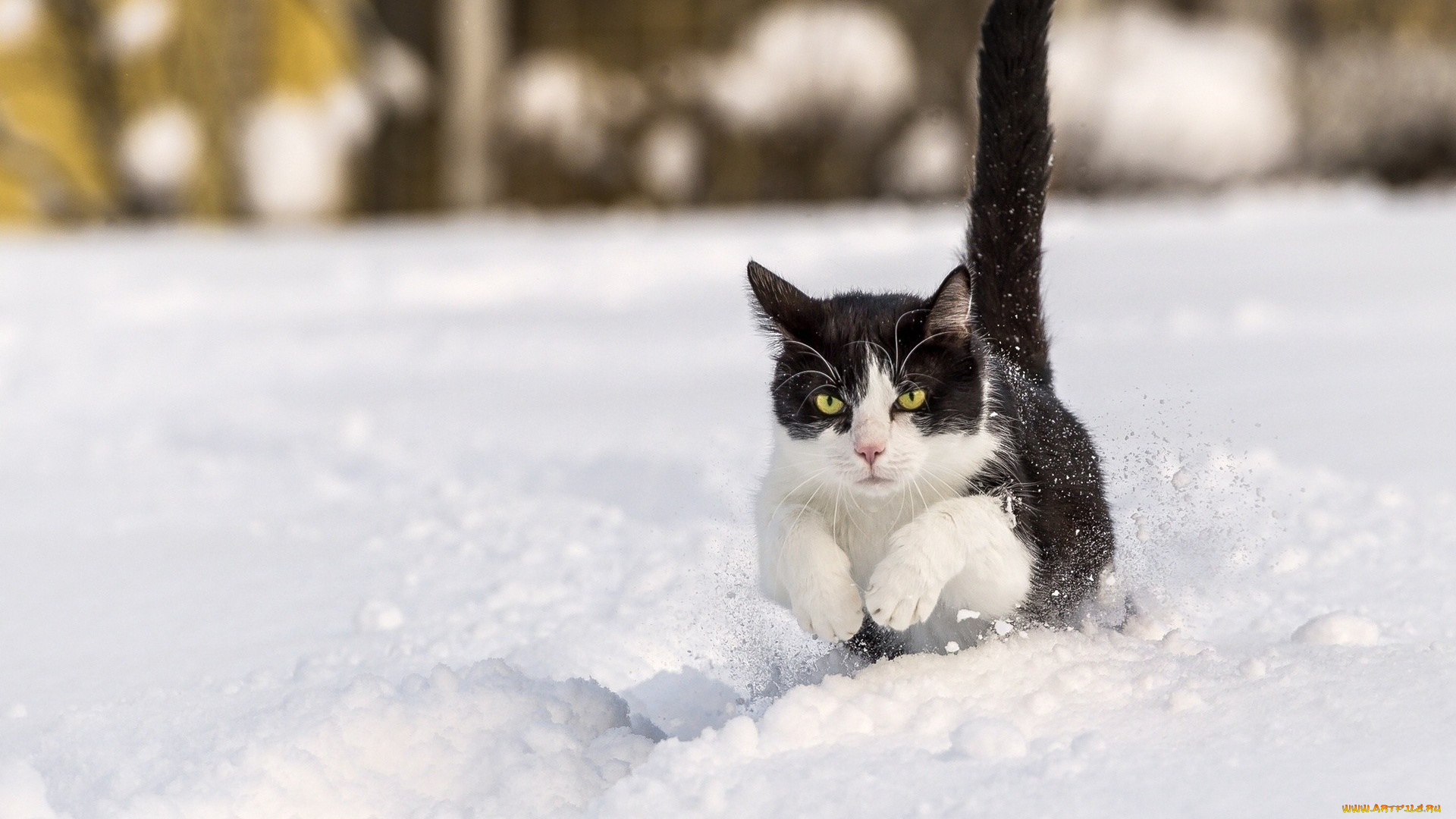 животные, коты, кот, снег, зима, хвост