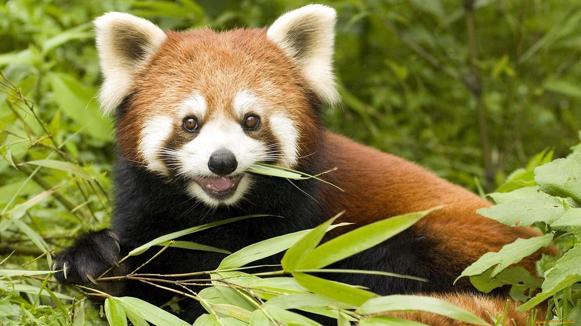 животные, панды, листья, еда, красная, малая, панда, ветки