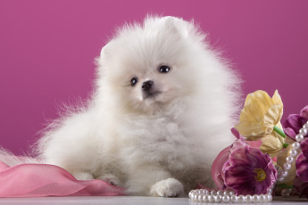 Картинка животные собаки шпиц белый милый цветы ожерелье
